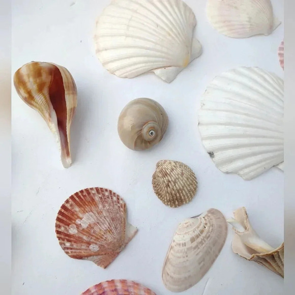 Seashell Lot Clearwater Beach, Florida - Picture 5 of 11